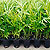 liners rooted cuttings propagative material @ ApopkaFoliage.com