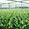 Nurseries