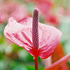 Plant Search