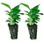 tissue culture TC liners @ ApopkaFoliage.com