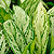 agloanema @ ApopkaFoliage.com