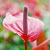 anthurium @ ApopkaFoliage.com