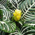 aphelandra zebra plant @ ApopkaFoliage.com