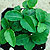ardisia crenata @ ApopkaFoliage.com