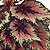 begonia reiger tuberous @ ApopkaFoliage.com