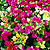 bougainvillea @ ApopkaFoliage.com