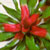 bromeliad @ ApopkaFoliage.com