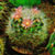 cacti succulents @ ApopkaFoliage.com