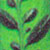calathea maranta @ ApopkaFoliage.com