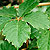 cissus grape ivy oak ivy @ ApopkaFoliage.com