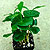 coffea coffee plant @ ApopkaFoliage.com