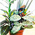 combinations combos @ ApopkaFoliage.com