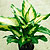 dieffenbachia dumb cane @ ApopkaFoliage.com