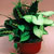 dish gardens combos european gardens @ ApopkaFoliage.com
