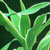 dracaena marginata godseffiana @ ApopkaFoliage.com