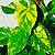 epipremnum pothos @ ApopkaFoliage.com