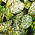 cuttings propagative material @ ApopkaFoliage.com