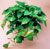 hanging baskets wire baskets @ ApopkaFoliage.com