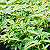 hedera ivy @ ApopkaFoliage.com