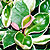 hoya asclepias @ ApopkaFoliage.com