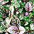 hypoestes polka dot plant @ ApopkaFoliage.com