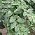 lipstick plant aeschynanthus @ ApopkaFoliage.com