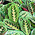 maranta calathea @ ApopkaFoliage.com