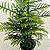 norfolk island pine @ ApopkaFoliage.com