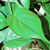 philodendron philo @ ApopkaFoliage.com