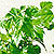 radermachera @ ApopkaFoliage.com