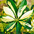 schefflera @ ApopkaFoliage.com