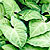 syngonium nephthytis @ ApopkaFoliage.com