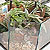 terrariums @ ApopkaFoliage.com