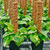 totem poles trellis @ ApopkaFoliage.com