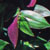 wandering jew tradescantia @ ApopkaFoliage.com