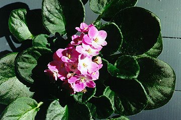 African Violet