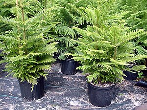 Dieffenbachia