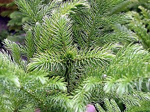 Norfolk Island Pine