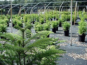 Norfolk Island Pine