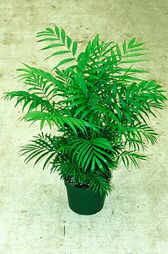 Palms