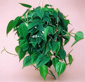 Dieffenbachia