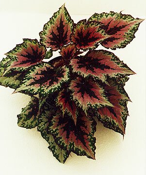 Annuals and Bedding Plants