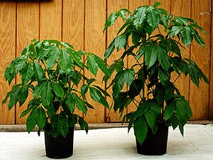 Schefflera