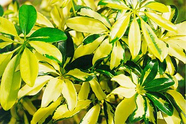 Dieffenbachia