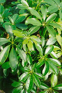 Schefflera