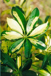 Schefflera