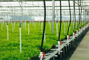 Seedlings