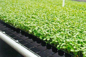Seedling Trays