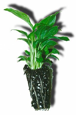 Tissue Culture Liner