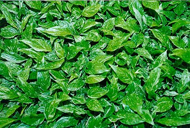 Dieffenbachia